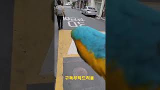 산책나와서 신난 청금강앵무새 루카