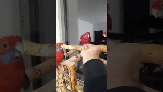 karmienie z ręki papug. rozell…
