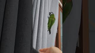 혼날것같을땐 말 잘 듣는 착한 앵무새가 된다