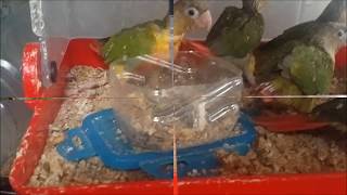 앵무새 숟가락 이유 방식과 주사기 튜브 이유 방식의 차이점