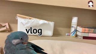 [일상  vlog] 퀘이커랑 같이 카페 출근 | 녹음실 탐방 |치즈케이크 |퀘이커일상