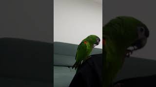 한스마카우 앵무새