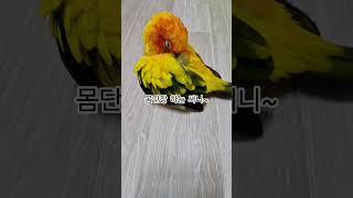 써니는 요즘 털갈이 시즌 입니다!  #썬코뉴어 #parrot #앵무새 #털갈이 #molting #몸단장 #grooming #시즌 #season #써니