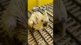 아기 엄브렐라 코카투앵무새  안산 앵무새카페 버드스팟