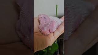 14일된 퀘이커이유조  귀엽당                 #퀘이커앵무새 #앵무새 #이유조 #반려동물 #반려조