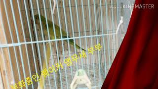 블루 퀘이커앵무새 분양