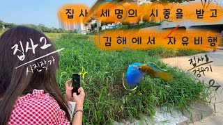 [앵무새][자유비행] 김해 자유비행 풀영상 / Freeflight full ver. In Korea