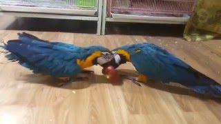 [아가새농장] 청금강앵무들