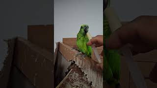 귀농귀촌 앵무새 이유식먹기