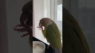 소망이의 일상(코뉴어)