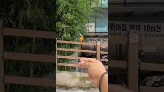 호출하니까 휘슬소리 따라하는 루카 #shorts #청금…
