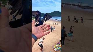 The owner released his hyacinth macaw on the beach. #parrots #birds #parrot #pets