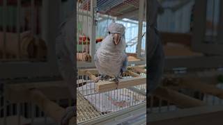 [퀘이커 앵무] 안녕하 #parrot #quakerpa…