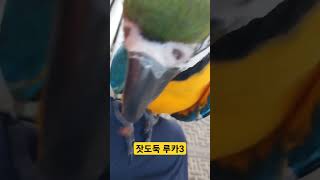 잣도둑 루카 3탄 #청금강 #청금강앵무새 #macaw #앵무새 #parrot