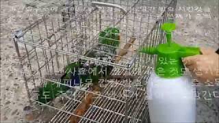 앵무새 소독  새장 소독  self injury Ecl…