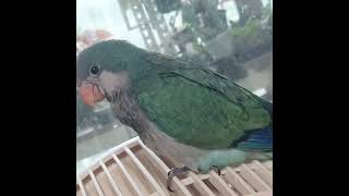 #앵무새분양 퀘이커앵무새.코뉴어분양010 2296 57…