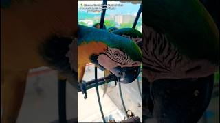  Discover the Majestic World of Giant Parrots: Nature's Colorful Giants! #greeniguanas  #parrot