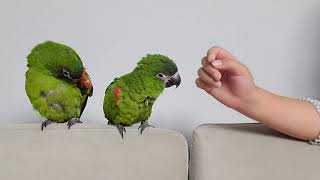 꽁패.앵무새.한스마카우.뽀미.한나.하루일상.2021.9…