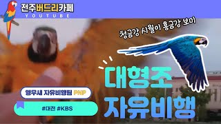 [앵무새자유비행] 청금강 시월이, 홍금강 보미 대전KBS