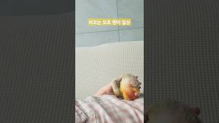 비오는 오후 앵무새 일상 #앵무새 #birds #코뉴어 #cute