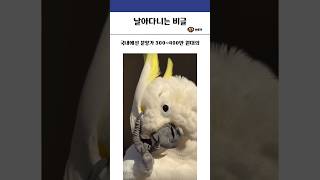날아다니는 비글 #앵무새 #코카투 #호주 #동물 #유머…