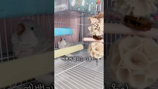 그때그때 다르지만 다올이 촬영이 힘든 이유 #앵무새 #…