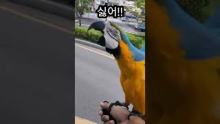 루카한테 집 가자고 해보기 #shorts #청금강