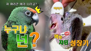 조류원 사장이 앵무새 이유식 하는 방법