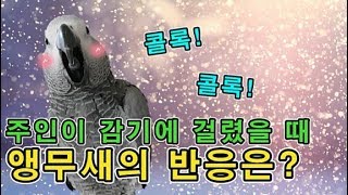 [수다쟁이 회색앵무 코코] EP22. 콜록! 콜록! 주…