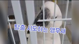 태공이 탈출 미션! #앵무새#엄브렐라코카투