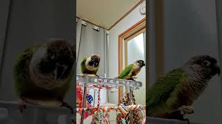 초롱♡연두#코뉴어 #반려조  #parrot  서열정리 되었니? 오늘은 안싸우네  ~ 이쁘당♡♡