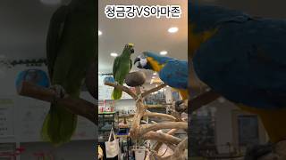 아마존VS청금강