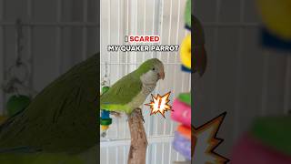 Quaker Parrot is Scared of This! How I Solved It and Regained His Trust!