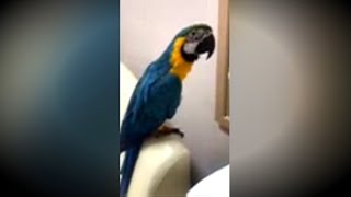 지하철역서 앵무새와 &#39;술래잡기&#39;…종착지는…