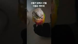 선풍기 앞에서 깃털 다듬는 앵무새 #parrot #birds #cute #코뉴어 #conure #앵무새 #birds #반려동물 #동물