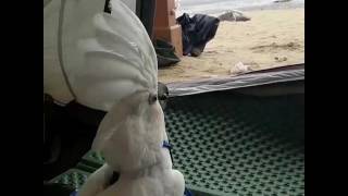 갈매기가 무서운 코카투 나나/엄브렐라코카투/유황앵무/c…