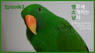앵무새소개EP2. 울라프가 앵무새됐어? 당근부리 앵무새 뉴기니아를 소개합니다!