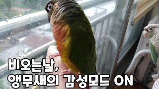 비 오는 날, 담이와 연두의 감성모드 ON!!#코뉴어앵…