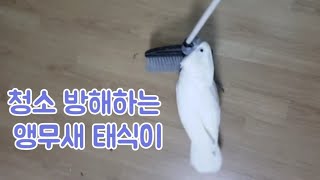 청소 방해하는 앵무새 태식이