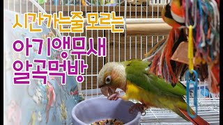 보고있으면 시간가는줄 모르는 귀요미 앵무새알곡먹방 ♥앵…