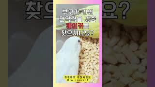 퀘이커 분양 - 아쿠아스노우, 블루스노우, 블루시나몬,…