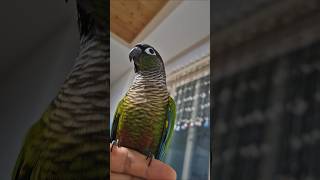 코뉴어앵무새#하랑이#하봉이#parrot#cute