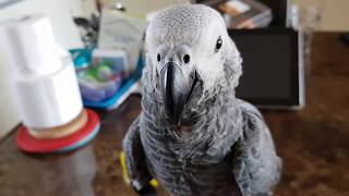 대답도 대충하고 혼자 버둥대다 미끄러지는 바보 회색앵무 춘심이 ㅋㅋㅋ