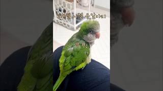 3개월 옹알이하던 마리시절  #똥마리 #귀여운앵무새 #퀘이커앵무새 #똑똑한앵무새