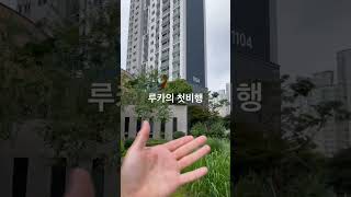 할리퀸 마카우 루카의  줄푼날 첫비행 잘할수있을까??