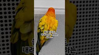 써니야 어떻게 도와줄까?  #썬코뉴어 #parrot #…
