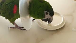 한스마카우밍밍