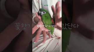 #꽃챌린지#앵무새#한스마카우#앵무새개인기#꽃향기만남기고갔단다