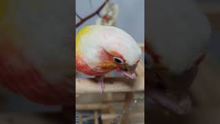 코뉴어앵무새 Vlog_용식이의 폴댄스/행자의 뒷북  2…