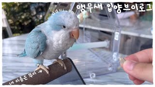 앵무새 입양 브이로그 ( 아기 퀘이커 입양 블루 오파린…